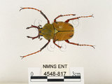 中文名:台灣角金龜(4548-817)學名:Dicranocephalus bourgoini Pouillaude, 1913(4548-817)中文別名:台灣鹿角金龜