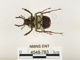 中文名:台灣角金龜(4548-783)學名:Dicranocephalus bourgoini Pouillaude, 1913(4548-783)中文別名:台灣鹿角金龜