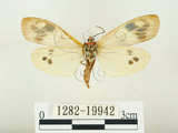 中文名:史氏狹翅螢斑蛾(1282-19942)學名:Soritia strandi Kishida, 1995(1282-19942)中文別名:黃點黑斑蛾