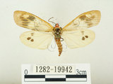 中文名:史氏狹翅螢斑蛾(1282-19942)學名:Soritia strandi Kishida, 1995(1282-19942)中文別名:黃點黑斑蛾