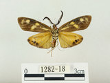 中文名:史氏狹翅螢斑蛾(1282-18)學名:Soritia strandi Kishida, 1995(1282-18)中文別名:黃點黑斑蛾