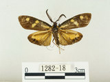 中文名:史氏狹翅螢斑蛾(1282-18)學名:Soritia strandi Kishida, 1995(1282-18)中文別名:黃點黑斑蛾