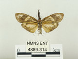中文名:史氏狹翅螢斑蛾(4889-314)學名:Soritia strandi Kishida, 1995(4889-314)中文別名:黃點黑斑蛾