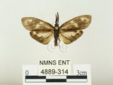 中文名:史氏狹翅螢斑蛾(4889-314)學名:Soritia strandi Kishida, 1995(4889-314)中文別名:黃點黑斑蛾