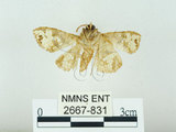 中文名:琉球雲紋網蛾(2667-831)學名:Canaea ryukyuensis Inoue, 1965(2667-831)