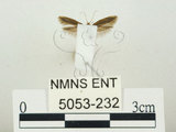 中文名:小菜蛾(5053-232)學名:Plutella xylostella (Linnaeus, 1758)(5053-232)