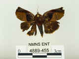 中文名:白斑佩蛾(4889-455)學名:Hyblaea firmamentum Guen ee, 1852(4889-455)中文別名:焰駝蛾