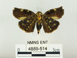 中文名:白斑佩蛾(4889-514)學名:Hyblaea firmamentum Guen ee, 1852(4889-514)中文別名:焰駝蛾