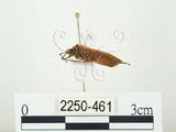 中文名:四斑紅蝽(2250-461)學名:Physopelta quadriguttata Bergroth, 1894(2250-461)