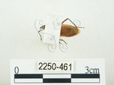 中文名:四斑紅蝽(2250-461)學名:Physopelta quadriguttata Bergroth, 1894(2250-461)