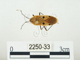 中文名:四斑紅蝽(2250-33)學名:Physopelta quadriguttata Bergroth, 1894(2250-33)