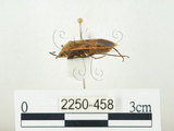 中文名:四斑紅蝽(2250-458)學名:Physopelta quadriguttata Bergroth, 1894(2250-458)