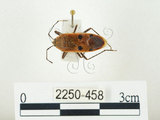中文名:四斑紅蝽(2250-458)學名:Physopelta quadriguttata Bergroth, 1894(2250-458)