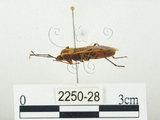 中文名:四斑紅蝽(2250-28)學名:Physopelta quadriguttata Bergroth, 1894(2250-28)