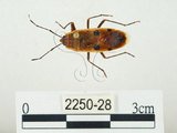 中文名:四斑紅蝽(2250-28)學名:Physopelta quadriguttata Bergroth, 1894(2250-28)