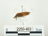 中文名:四斑紅蝽(2250-463)學名:Physopelta quadriguttata Bergroth, 1894(2250-463)