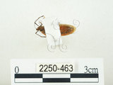 中文名:四斑紅蝽(2250-463)學名:Physopelta quadriguttata Bergroth, 1894(2250-463)