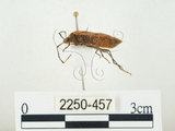 中文名:四斑紅蝽(2250-457)學名:Physopelta quadriguttata Bergroth, 1894(2250-457)