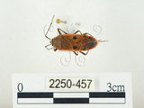 中文名:四斑紅蝽(2250-457)學名:Physopelta quadriguttata Bergroth, 1894(2250-457)