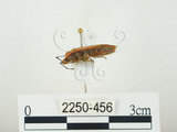 中文名:四斑紅蝽(2250-456)學名:Physopelta quadriguttata Bergroth, 1894(2250-456)
