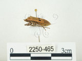 中文名:四斑紅蝽(2250-465)學名:Physopelta quadriguttata Bergroth, 1894(2250-465)