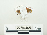 中文名:四斑紅蝽(2250-465)學名:Physopelta quadriguttata Bergroth, 1894(2250-465)