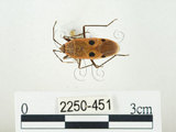 中文名:四斑紅蝽(2250-451)學名:Physopelta quadriguttata Bergroth, 1894(2250-451)