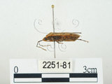 中文名:四斑紅蝽(2251-81)學名:Physopelta quadriguttata Bergroth, 1894(2251-81)