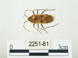 中文名:四斑紅蝽(2251-81)學名:Physopelta quadriguttata Bergroth, 1894(2251-81)