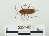 中文名:四斑紅蝽(2251-82)學名:Physopelta quadriguttata Bergroth, 1894(2251-82)