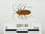 中文名:四斑紅蝽(2251-82)學名:Physopelta quadriguttata Bergroth, 1894(2251-82)