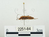 中文名:四斑紅蝽(2251-84)學名:Physopelta quadriguttata Bergroth, 1894(2251-84)
