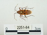 中文名:四斑紅蝽(2251-84)學名:Physopelta quadriguttata Bergroth, 1894(2251-84)