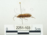 中文名:四斑紅蝽(2251-103)學名:Physopelta quadriguttata Bergroth, 1894(2251-103)