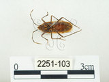 中文名:四斑紅蝽(2251-103)學名:Physopelta quadriguttata Bergroth, 1894(2251-103)