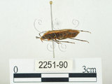 中文名:四斑紅蝽(2251-90)學名:Physopelta quadriguttata Bergroth, 1894(2251-90)