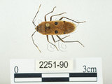 中文名:四斑紅蝽(2251-90)學名:Physopelta quadriguttata Bergroth, 1894(2251-90)