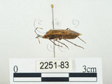 中文名:四斑紅蝽(2251-83)學名:Physopelta quadriguttata Bergroth, 1894(2251-83)