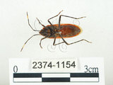 中文名:四斑紅蝽(2374-1154)學名:Physopelta quadriguttata Bergroth, 1894(2374-1154)