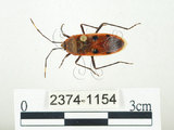 中文名:四斑紅蝽(2374-1154)學名:Physopelta quadriguttata Bergroth, 1894(2374-1154)