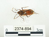 中文名:四斑紅蝽(2374-894)學名:Physopelta quadriguttata Bergroth, 1894(2374-894)