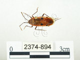 中文名:四斑紅蝽(2374-894)學名:Physopelta quadriguttata Bergroth, 1894(2374-894)