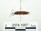 中文名:四斑紅蝽(2374-1007)學名:Physopelta quadriguttata Bergroth, 1894(2374-1007)