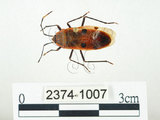 中文名:四斑紅蝽(2374-1007)學名:Physopelta quadriguttata Bergroth, 1894(2374-1007)