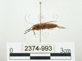 中文名:四斑紅蝽(2374-993)學名:Physopelta quadriguttata Bergroth, 1894(2374-993)