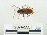 中文名:四斑紅蝽(2374-993)學名:Physopelta quadriguttata Bergroth, 1894(2374-993)