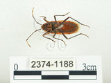 中文名:四斑紅蝽(2374-1188)學名:Physopelta quadriguttata Bergroth, 1894(2374-1188)