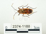 中文名:四斑紅蝽(2374-1188)學名:Physopelta quadriguttata Bergroth, 1894(2374-1188)