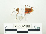 中文名:四斑紅蝽(2380-188)學名:Physopelta quadriguttata Bergroth, 1894(2380-188)