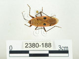 中文名:四斑紅蝽(2380-188)學名:Physopelta quadriguttata Bergroth, 1894(2380-188)